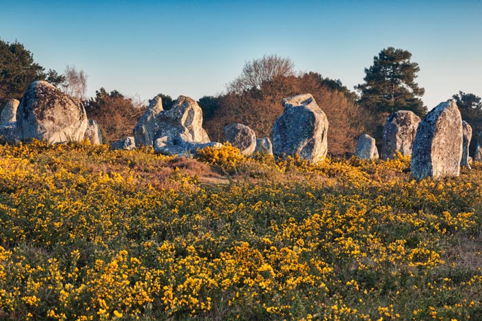Alignments of standing stones at Carnac, Brittany, France, in a sea of gorse.