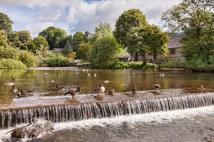 Canada geese and ducks on the weir on the River Wye at Bakewell, Derbyshire, England