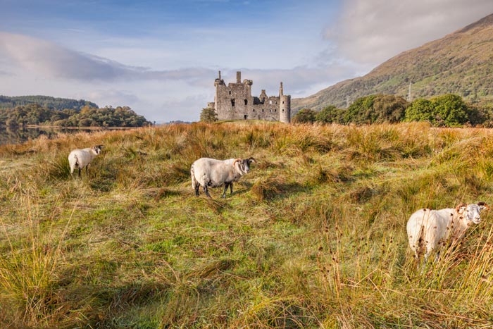 Scottish Blackface Rams at Kilchurn Castle, Argyll and Bute, Scotland, UK.