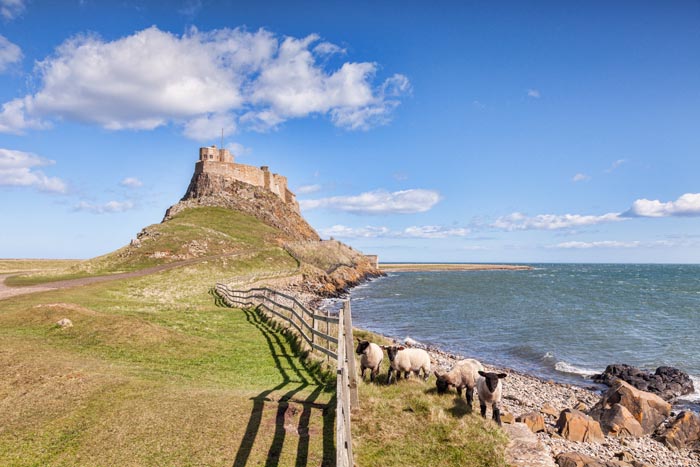A group of Scottish Blackface sheep at Lindisfarne Castle, Holy Island, Northumberland, England, UK