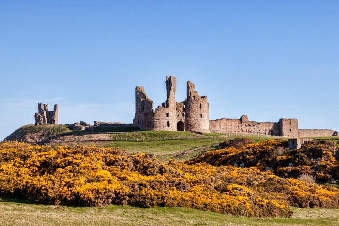 Dunstaburgh Castle in Spring, with yellow gorse in flower, Northumberland, England, UK