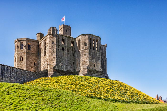 Spring and daffodils at Warkworth Castle, Warkworth, Northumberland, England, UK
