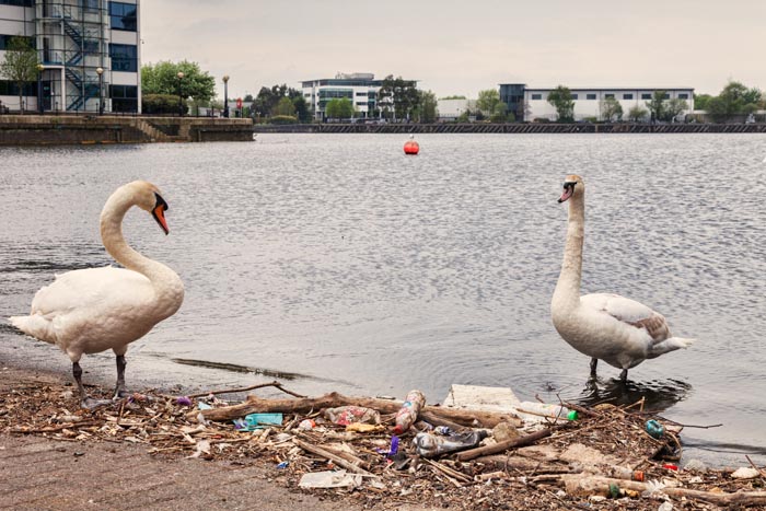 Swans and litter at the edge of the Manchester Ship Canal, Salford Quays, Manchester, England, UK
