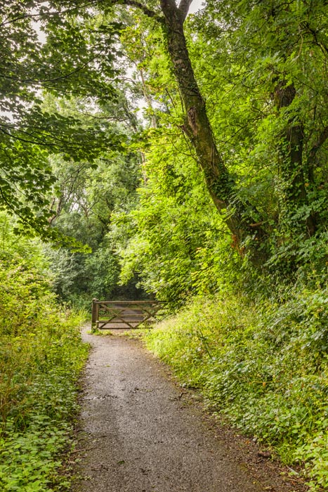 Path through forest and five barred gate, near Tenby, Pembrokeshire, Wales, UK