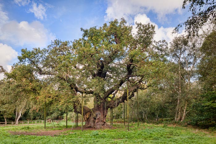 Major Oak, Sherwood Forest, Nottinghamshire, England, UK. Estimated to be over 1150 years old, and associated with the story of Robin Hood.