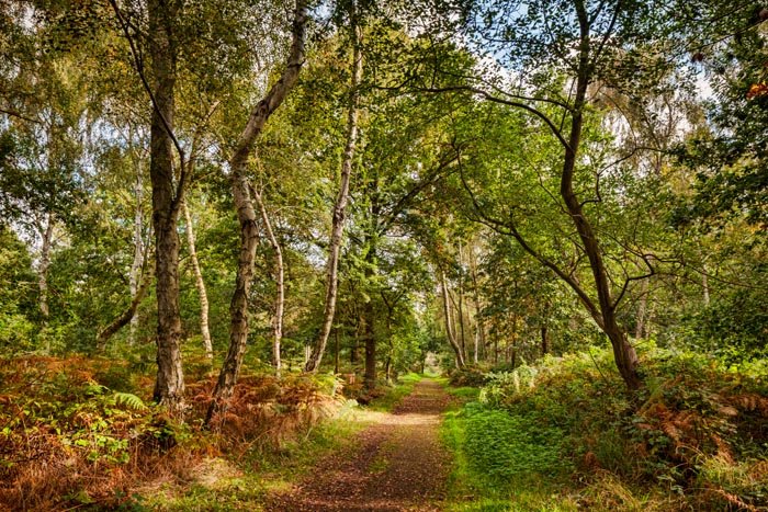 A path in Sherwood Forest, Nottinghamshire, England, UK